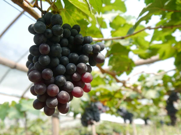 Racimos de uvas cuelgan de una vid — Foto de Stock