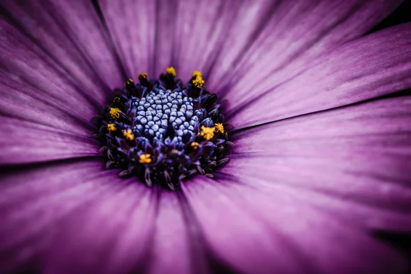 자줏빛 데이지 꽃을 가까이 다가가다 — 스톡 사진