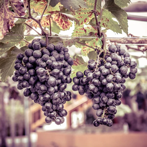 Uvas con efecto filtro retro — Foto de Stock