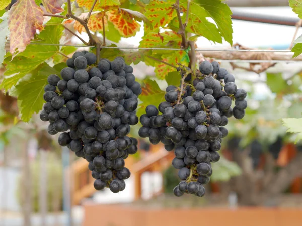 Trossen druiven hang van een wijnstok — Stockfoto