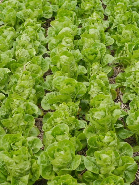 Салат и овощное поле — стоковое фото