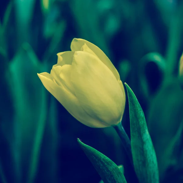 Tulipas no jardim com efeito de filtro retro — Fotografia de Stock