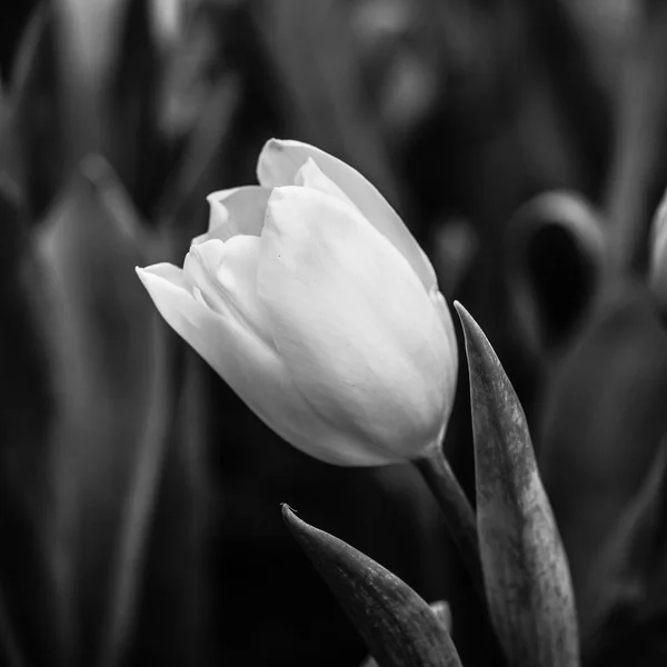 Tulipas preto e branco — Fotografia de Stock