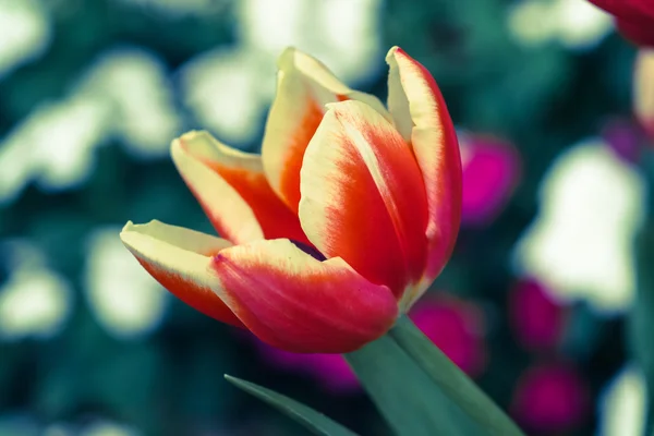 Tulipani in giardino con effetto filtro retrò — Foto Stock