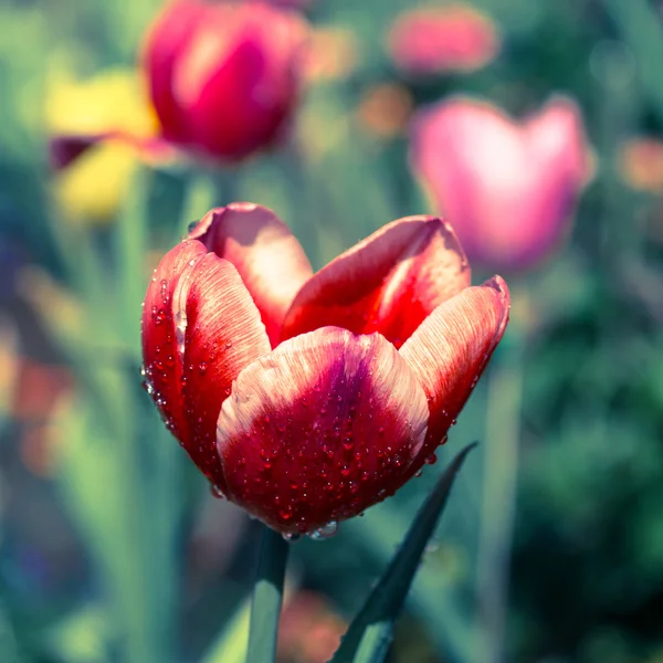 Тюльпаны в саду с эффектом ретро-фильтра — стоковое фото