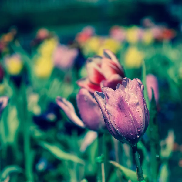 Tulipani in giardino con effetto filtro retrò — Foto Stock