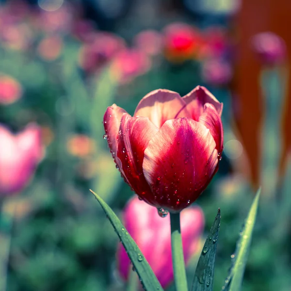 Tulipas no jardim com efeito de filtro retro — Fotografia de Stock