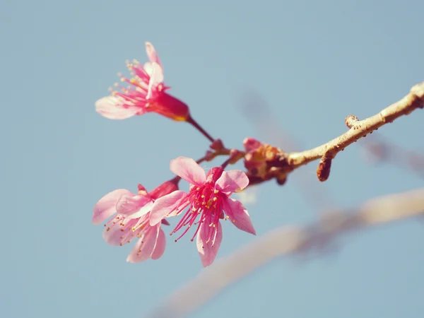 Pastelowe odcienie wiosna wiśnia kwiaty z efektu retro filtr — Zdjęcie stockowe