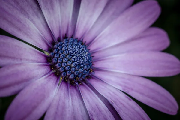 Kwiat fioletowy stokrotka z efektu retro filtr z bliska — Zdjęcie stockowe