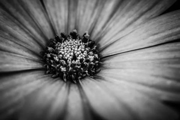 Bianco e nero primo piano fiore margherita — Foto Stock