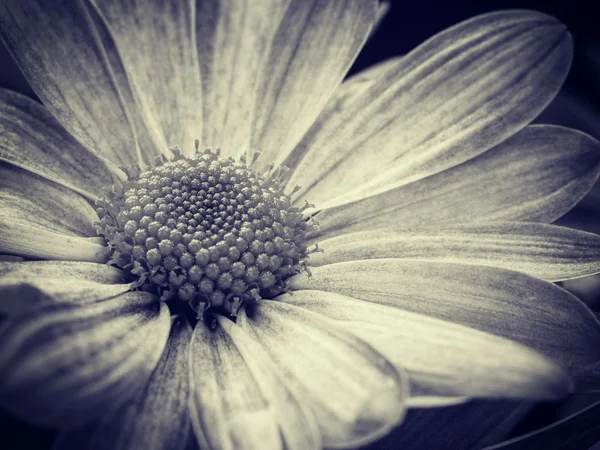 Czarno-białe z bliska stokrotka kwiat — Zdjęcie stockowe