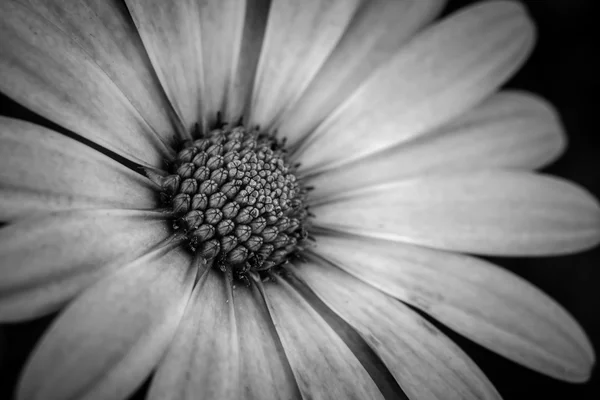 Czarno-białe z bliska stokrotka kwiat — Zdjęcie stockowe