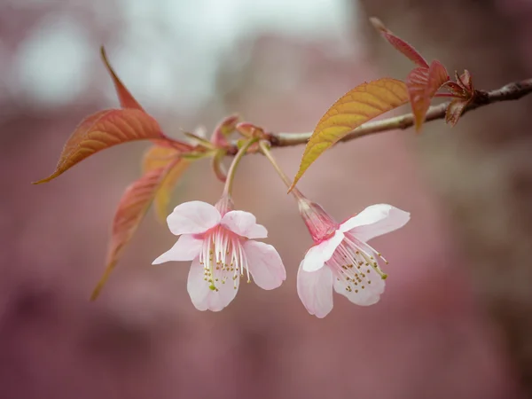 Toni pastello Primavera Fiori di ciliegio cielo con effetto filtro retrò stile vintage — Foto Stock