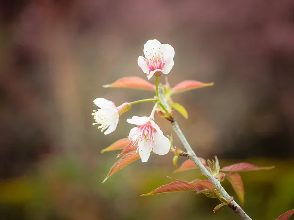 Tons pastel Primavera Cereja flores céu com efeito de filtro estilo vintage retro — Fotografia de Stock