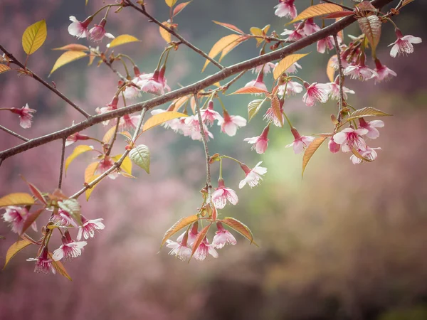 Tons pastel Primavera Cereja flores céu com efeito de filtro estilo vintage retro — Fotografia de Stock