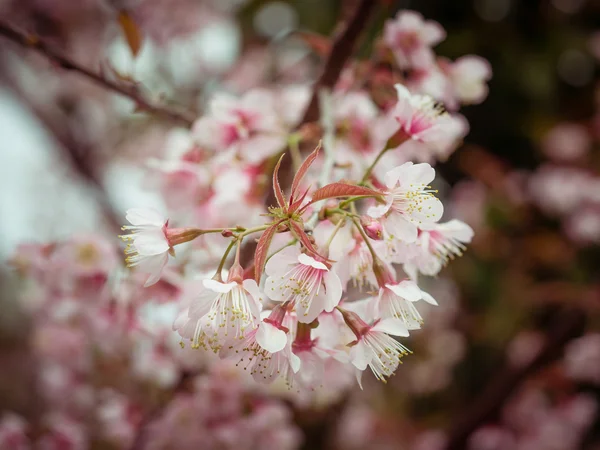 Pastel tones Spring Cherry blossoms sky with filter effect retro vintage style — Stock Photo, Image