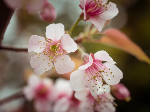 Pastel tones Spring Cherry blossoms sky with filter effect retro vintage style — Stock Photo, Image