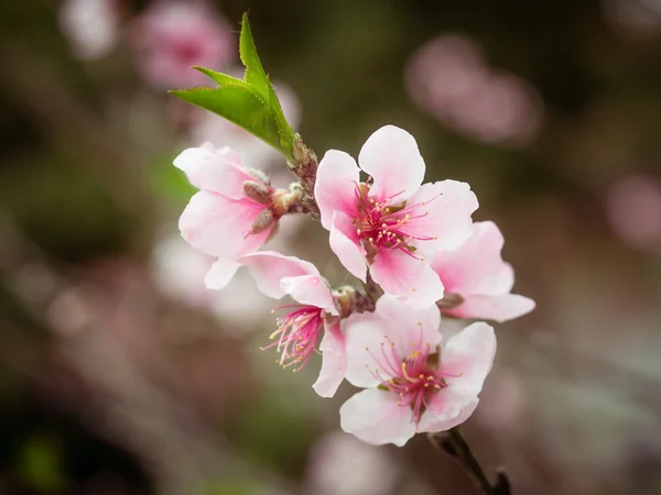 Tons pastel printemps fleurs de cerisier ciel avec effet filtre style vintage rétro — Photo