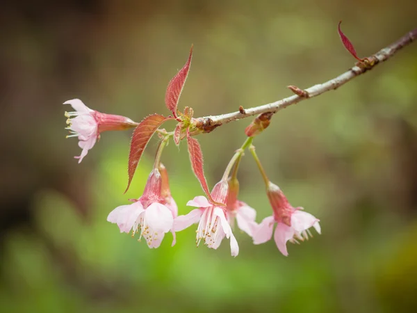 フィルター効果のレトロなビンテージ スタイル パステル春桜の花空 — ストック写真