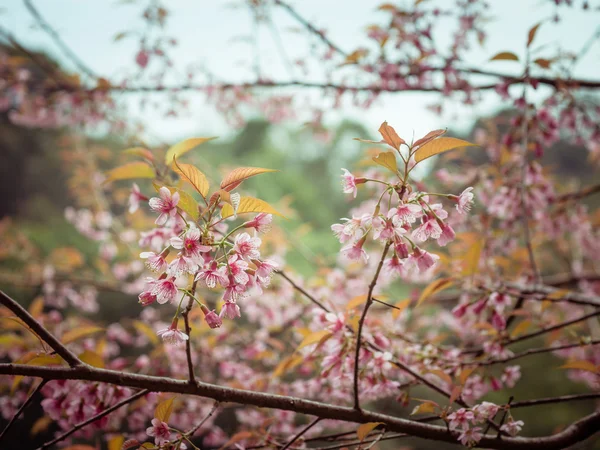 Pastelowych kolorach wiosna wiśnia kwiaty niebo z filtr efektu retro styl vintage — Zdjęcie stockowe