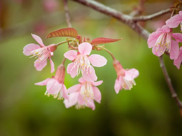 Пастельные тона Весенняя вишня расцветает небо с эффектом фильтра ретро винтажный стиль — стоковое фото