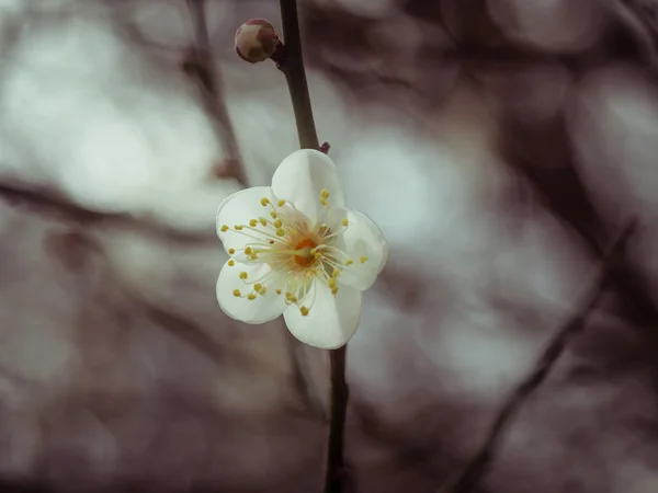 フィルター効果のレトロなビンテージ スタイル桃の花 — ストック写真