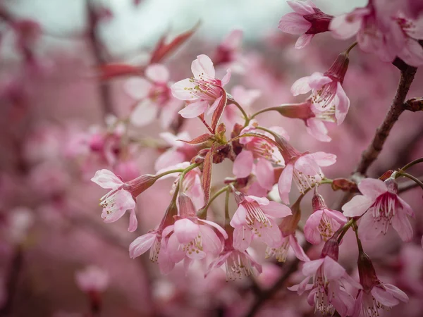 Tons pastel printemps fleurs de cerisier ciel avec effet filtre style vintage rétro — Photo