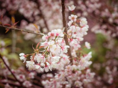 Pastel tonları bahar kiraz çiçekleri gökyüzü filtre etkisi retro vintage tarzı ile