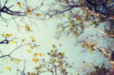 Doğa filtre etkisi retro vintage tarzı ile bulanıklık