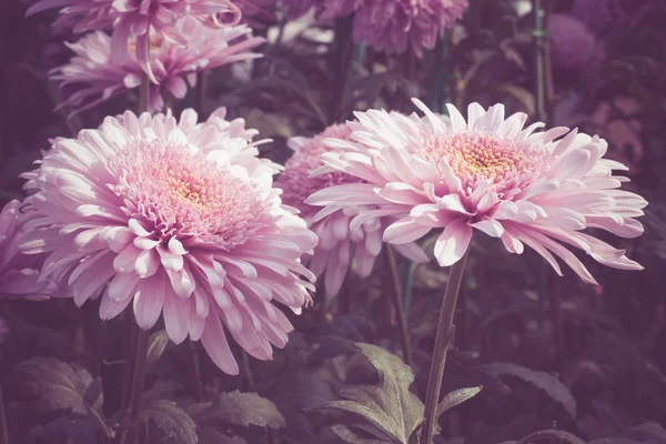 Fiori effetto filtro retrò stile vintage — Foto Stock