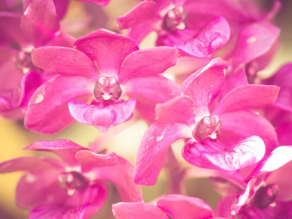 Flores de orquídea con efecto de filtro estilo vintage retro —  Fotos de Stock