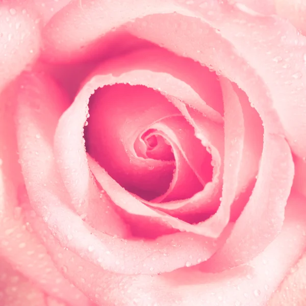 Blumen Rose mit Filtereffekt im Retro-Vintage-Stil — Stockfoto
