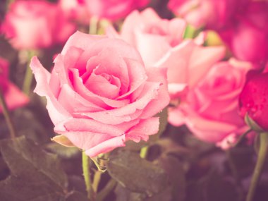 Filtre etkisi retro vintage tarzı ile gül çiçek