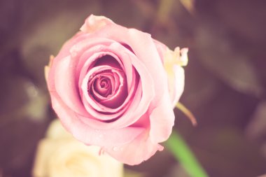 Filtre etkisi retro vintage tarzı ile gül çiçek