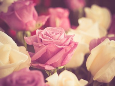 Filtre etkisi retro vintage tarzı ile gül çiçek