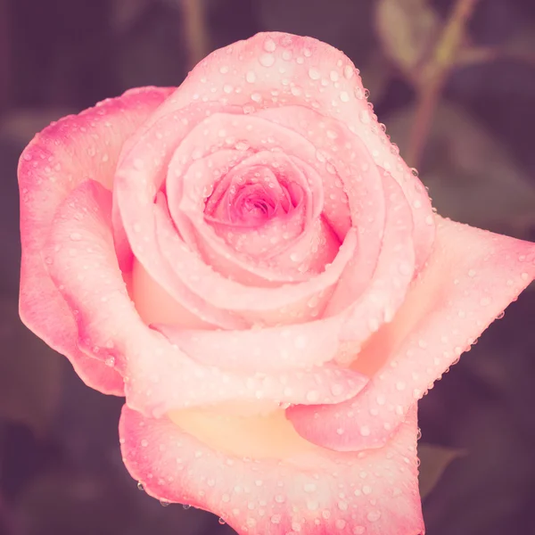 Fiori rosa con effetto filtro retrò stile vintage — Foto Stock