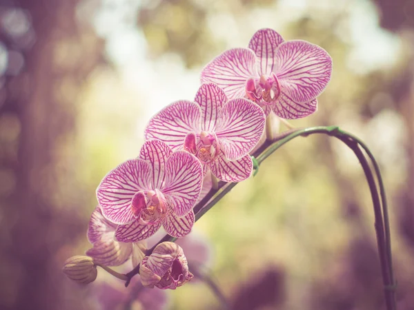 Orchideenblüten mit Filtereffekt im Retro-Vintage-Stil — Stockfoto