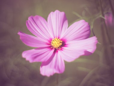 Filtre etkisi retro vintage tarzı çiçeklerle