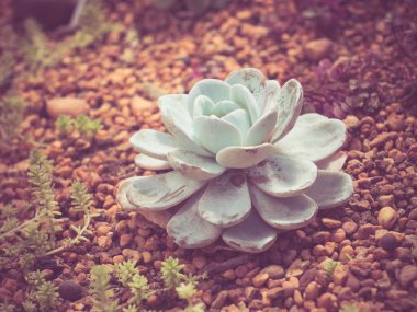 kaktüs filtre etkisi retro vintage tarzı ile