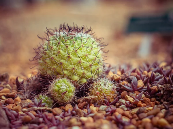 Kaktus mit Filtereffekt im Retro-Vintage-Stil — Stockfoto