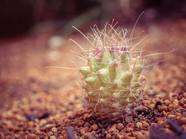 Cactus con efecto filtro estilo retro vintage —  Fotos de Stock