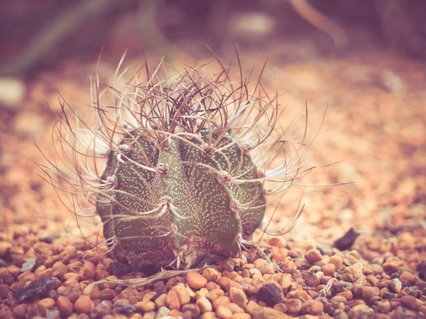 Cactus con efecto filtro estilo retro vintage —  Fotos de Stock