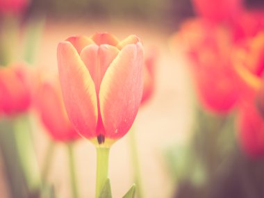 Filtre efektli lale çiçekleri antika tarzı