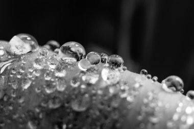 siyah ve beyaz makro damlacıkları çiçek yaprakları üzerinde 