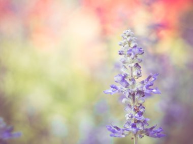 Filtre etkisi retro vintage tarzı çiçeklerle