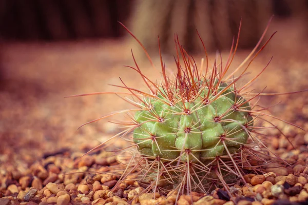 Cactus con efecto filtro estilo retro vintage —  Fotos de Stock