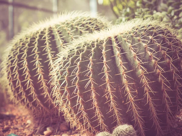 Cactus con efecto filtro estilo retro vintage —  Fotos de Stock