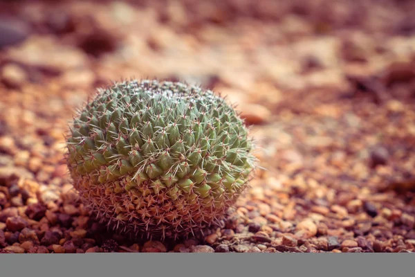 Kaktus z filtr efektu retro styl vintage — Zdjęcie stockowe