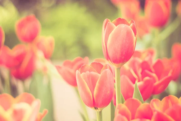 Tulipany kwiaty z efektem filtra retro vintage stylu — Zdjęcie stockowe