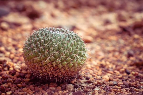 Cactus with filter effect retro vintage style — Stock Photo, Image